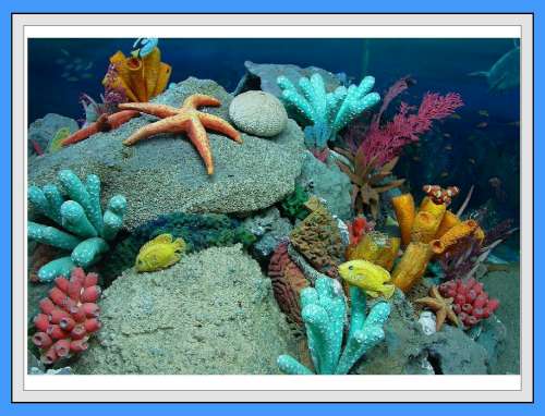 Marine Life Edible Icing Image - Click Image to Close